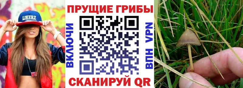 где купить наркотик Карасук Псилоцибиновые грибы GOLDEN TEACHER